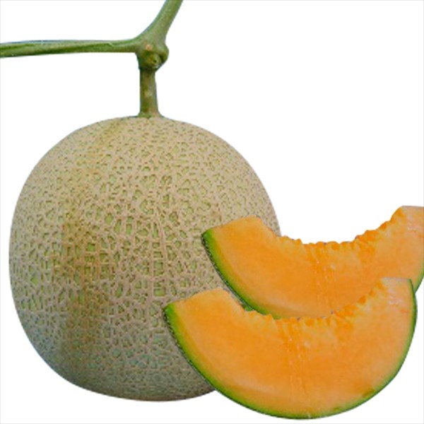 種 野菜たね メロン F1エルシー13メロン 1袋(5粒)