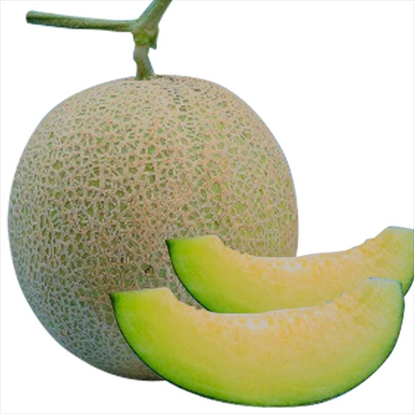 種 野菜たね メロン F1エリーナ839メロン 1袋(5粒)