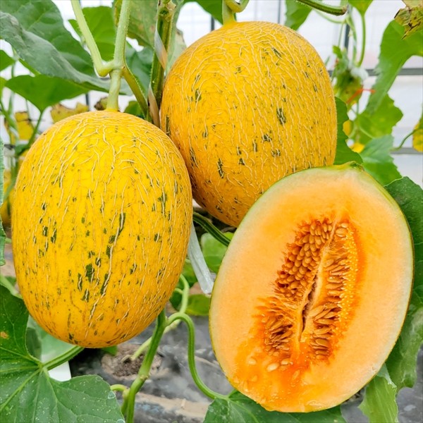 種 野菜たね メロン F1レッドパパイヤ 1袋(5粒)