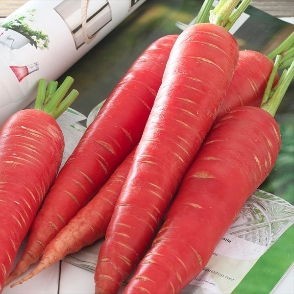 種 野菜たね ニンジン F1京くれないEX 1袋(コート種子200粒)