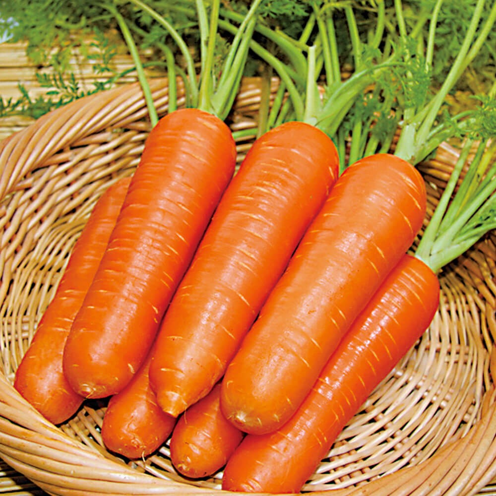 種 野菜たね ニンジン F1紅美人 1袋(5ml)