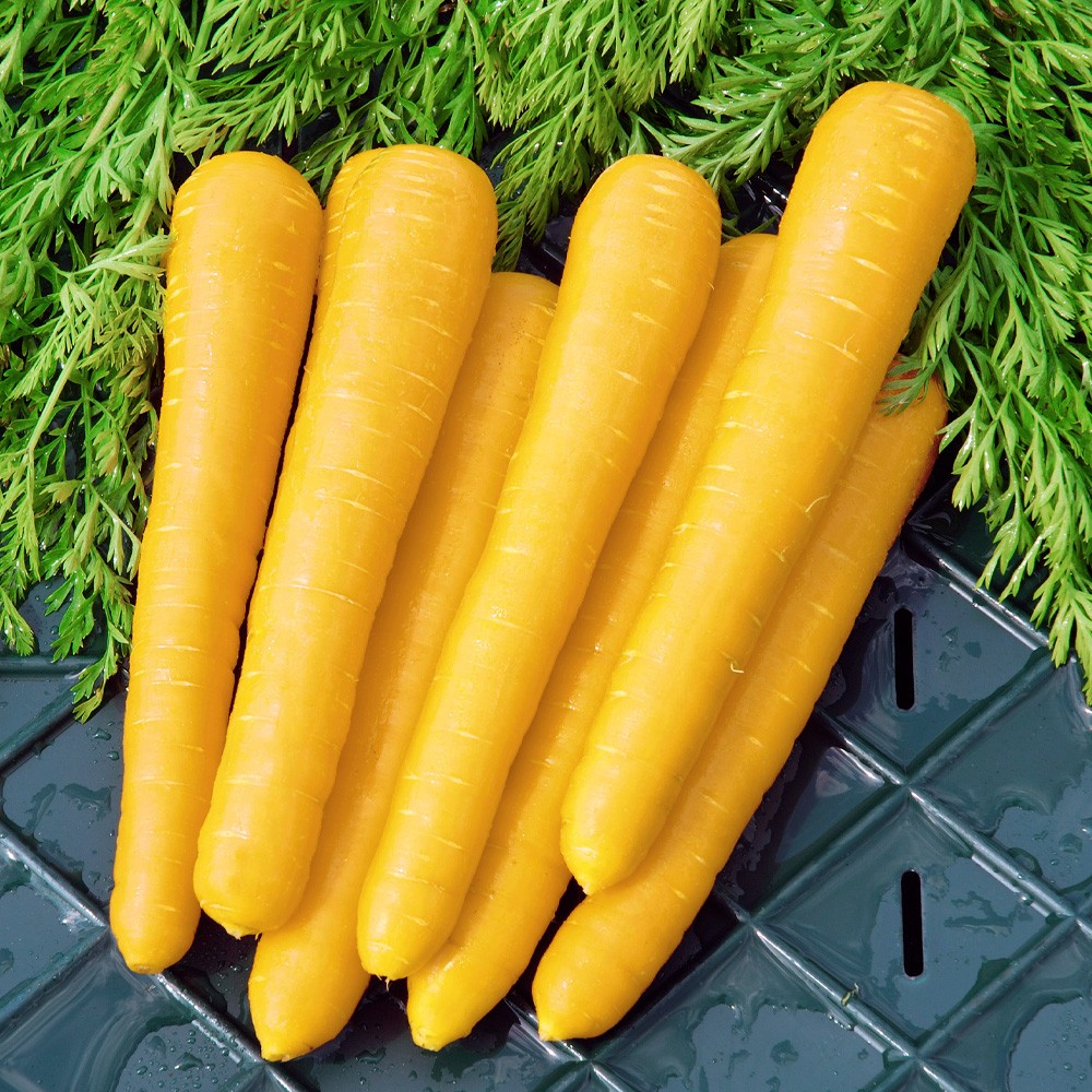 種 野菜たね ニンジン F1金美シトロン 1袋(コート種子180粒)