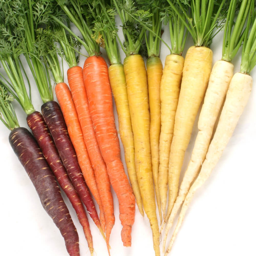 種 野菜たね ニンジン F1カラフル人参5色ミックス 1袋(100粒)