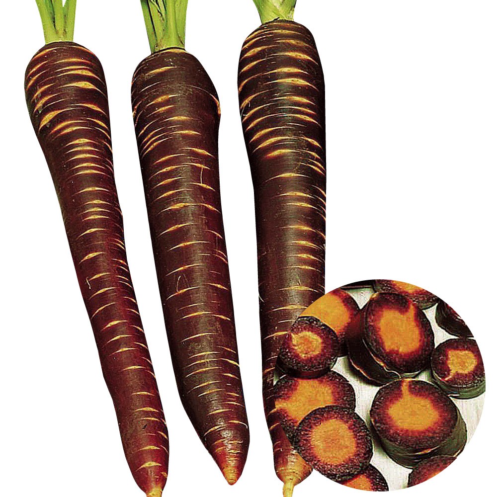 種 野菜たね ニンジン F1あま紫 1袋(コート種子100粒)