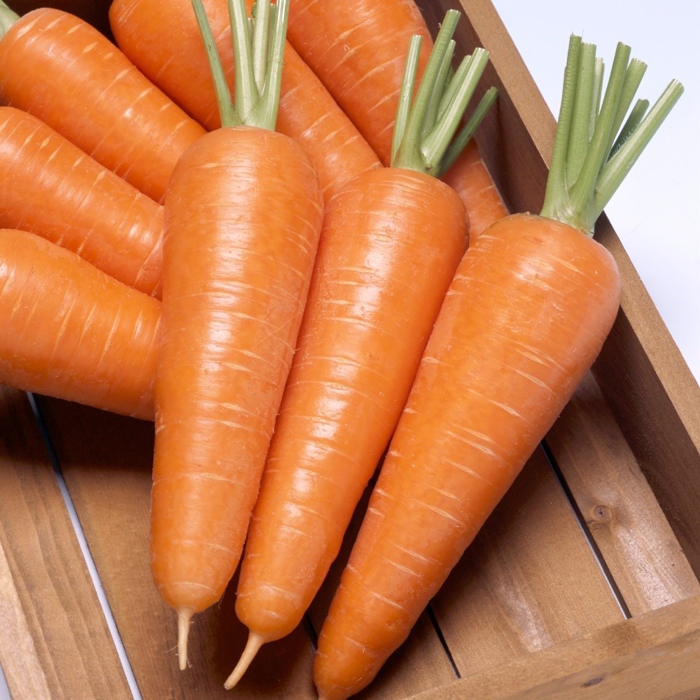 種 野菜たね ニンジン F1向陽二号 1袋(ペレット200粒)