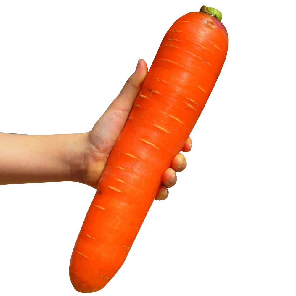 種 野菜たね ニンジン F1おおきな人参 1袋(コート種子100粒)