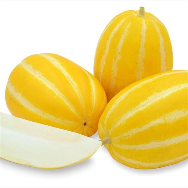 種 野菜たね マクワウリ F1金シャリ 1袋(1ml)