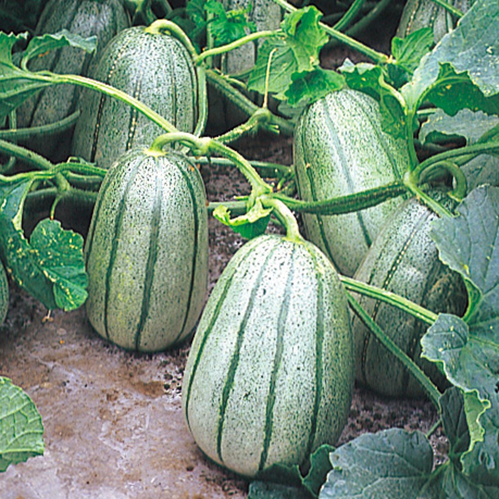 種 野菜たね マクワウリ F1甘あじうり 1袋(10粒)