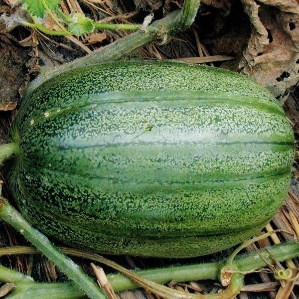 種 野菜たね マクワウリ 落瓜 （おちうり) 1袋(2ml)