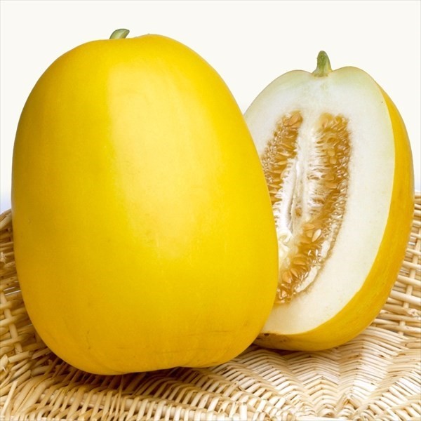 種 野菜たね マクワウリ F1金太郎R 1袋(60粒)