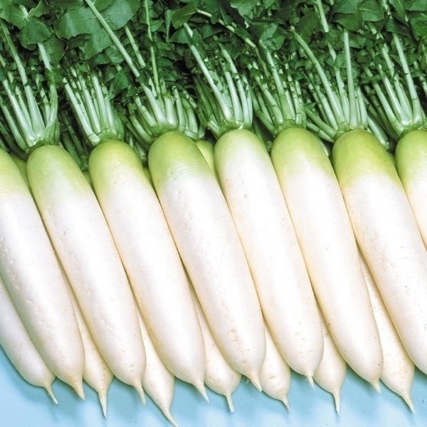 種 野菜たね ダイコン F1万能春 1袋(8ml)