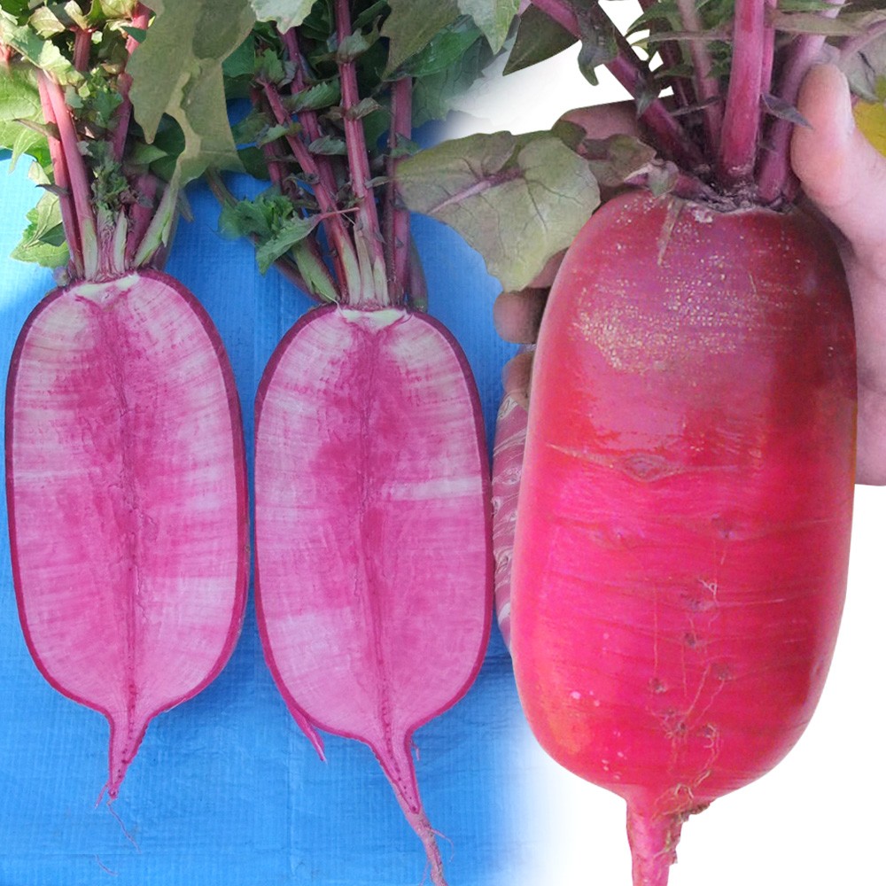 種 野菜たね ダイコン F1紅くるり 1袋(2ml)