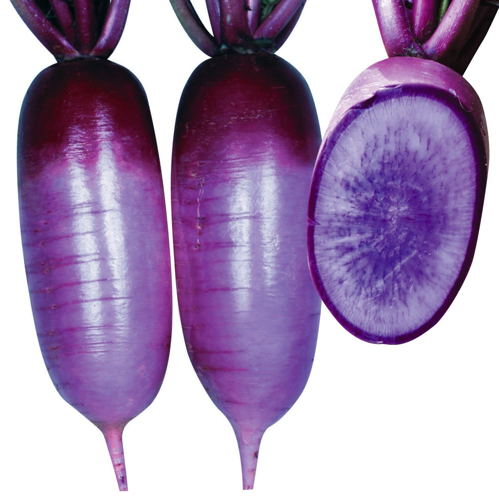 種 野菜たね ダイコン F1ジューシーむらさき 1袋(2ml)