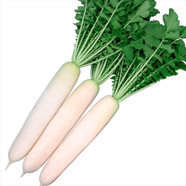 種 野菜たね ダイコン F1夏おだいこ 1袋(100粒)