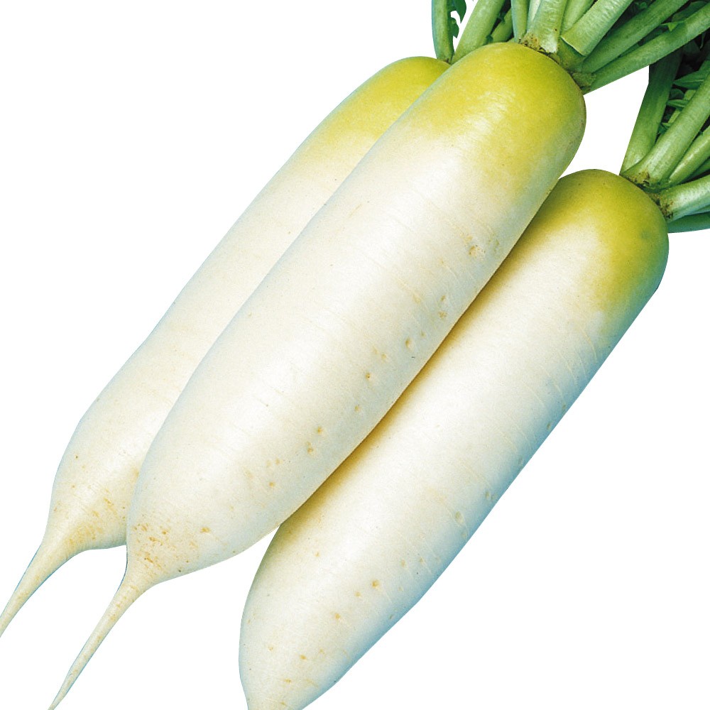 種 野菜たね ダイコン F1甘味春大根 1袋(5ml)