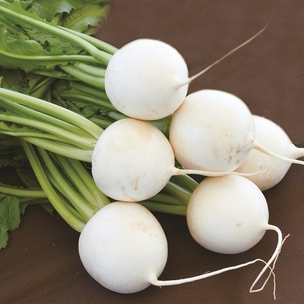 種 野菜たね カブ F1サラダカブ 1袋(10ml)