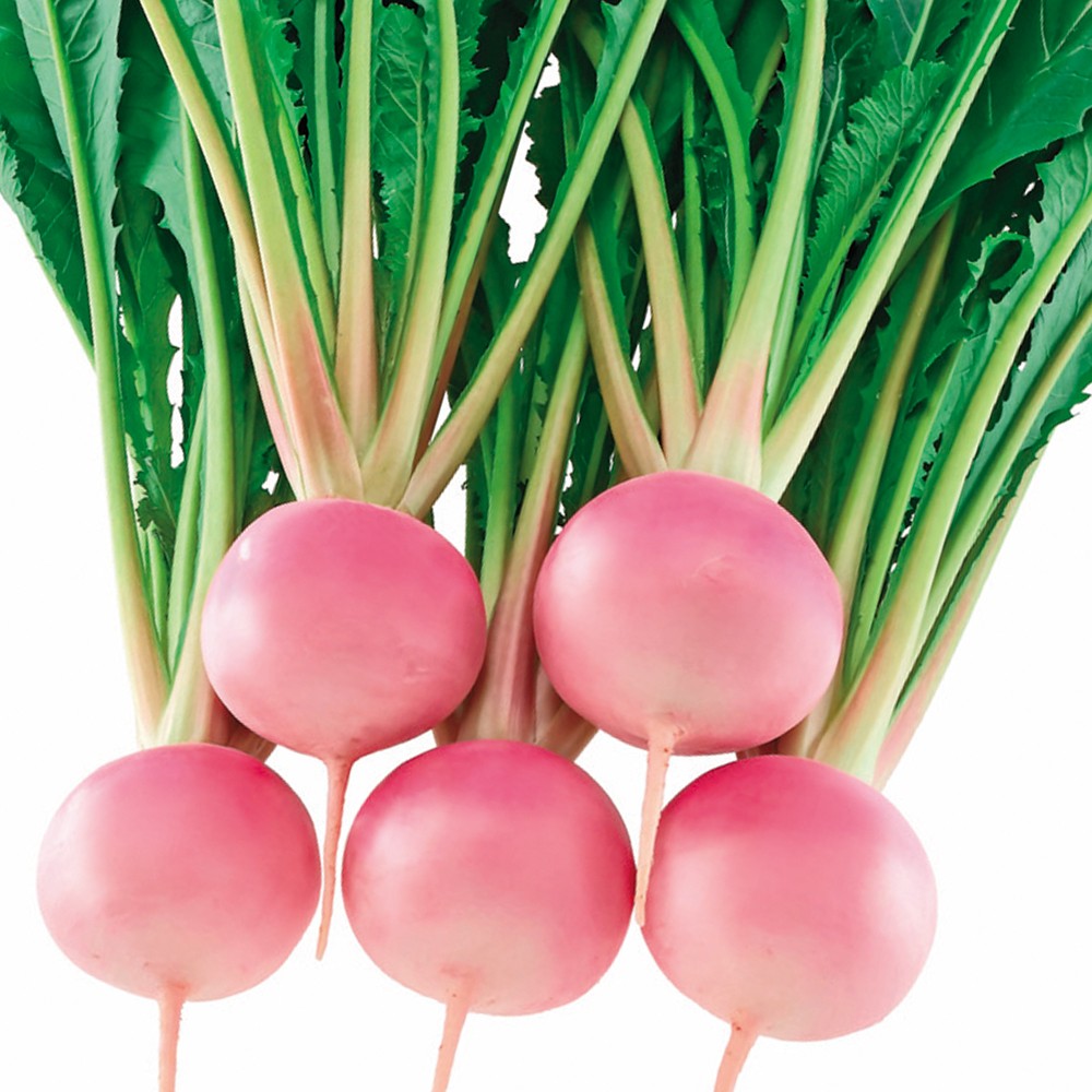 種 野菜たね カブ F1桃寿 1袋(1ml)