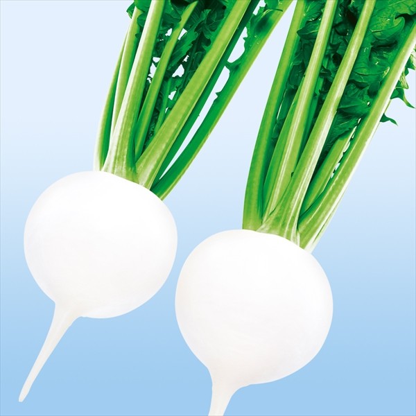 種 野菜たね カブ F1CR白盃 1袋(4ml)
