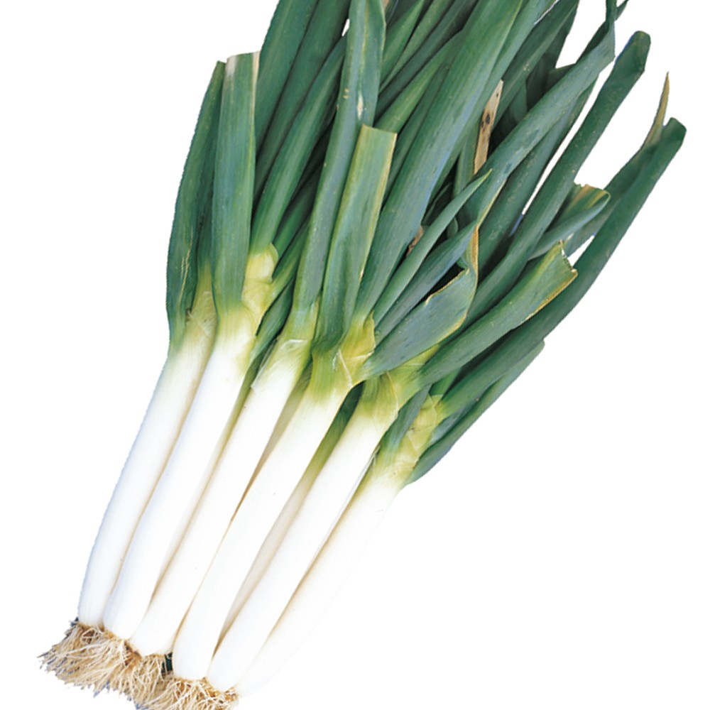 種 野菜たね ネギ 太っ子 1袋(10ml)