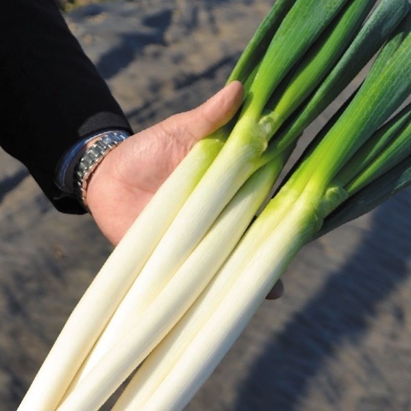 種 野菜たね ネギ F1葱奉行ＥＸ 1袋(4ml)