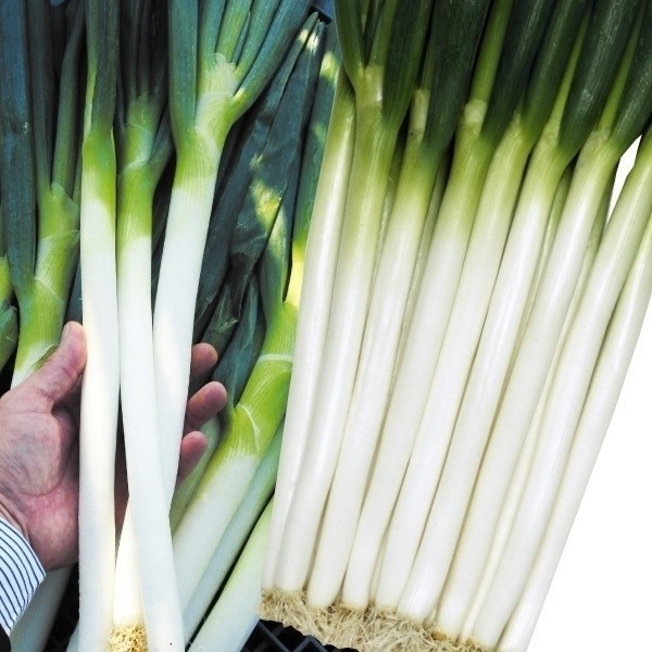 種 野菜たね ネギ F1ホワイトスター 1袋(5ml)