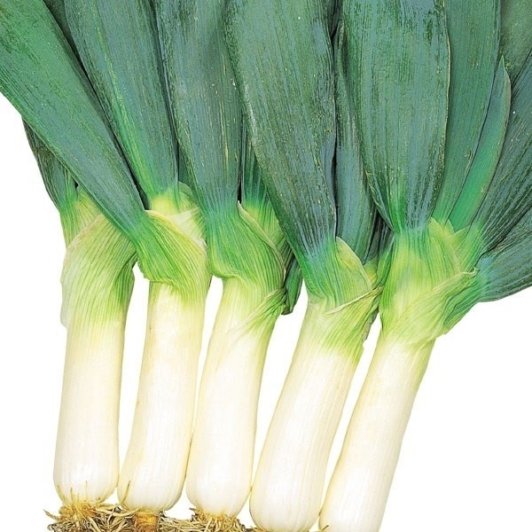 種 野菜たね ネギ 雷帝下仁田 1袋(8ml)