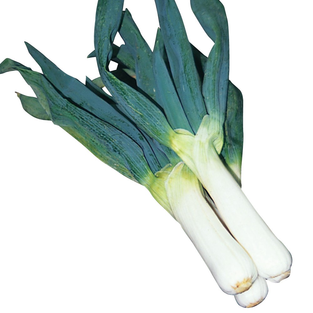 種 野菜たね ネギ 下仁田ねぎ 1袋(10ml)