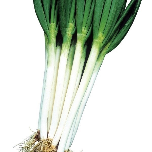 種 野菜たね ネギ F1ねぎゆたか 1袋(5ml)