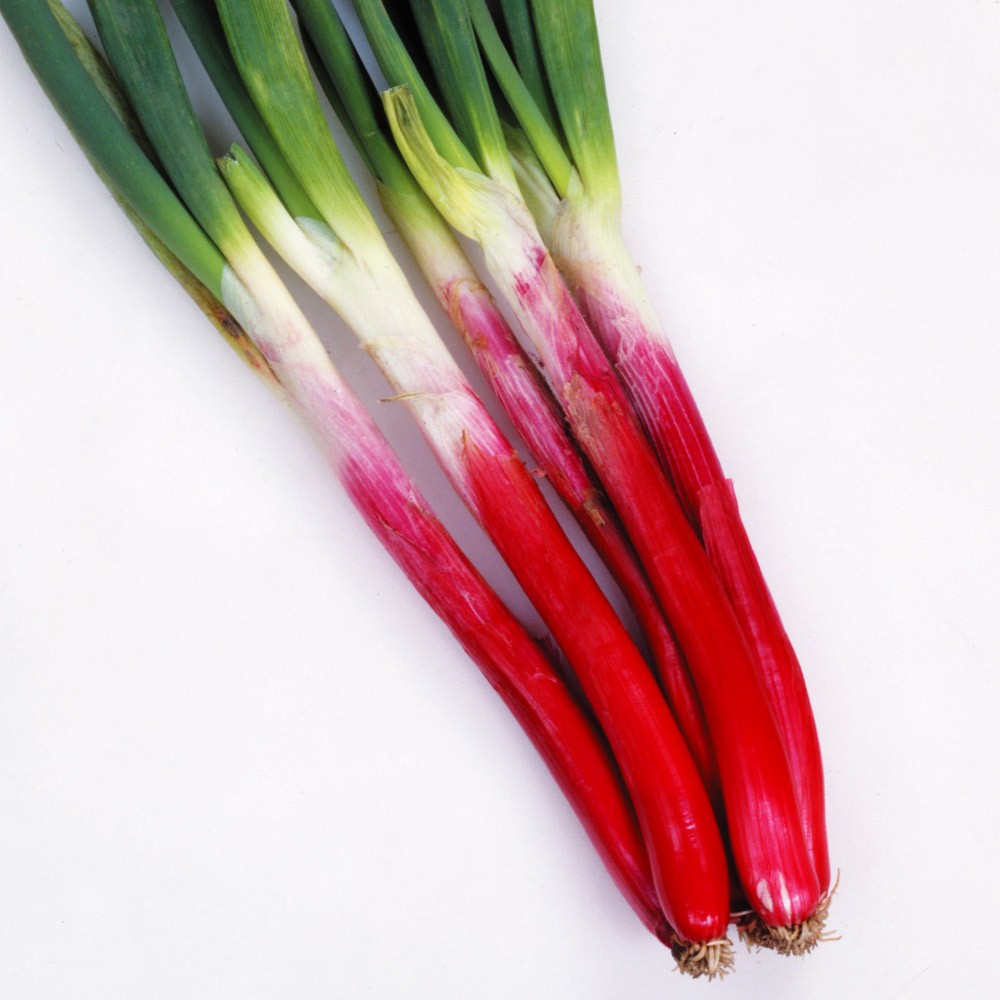 種 野菜たね ネギ 赤分げつ葱 1袋(6ml)