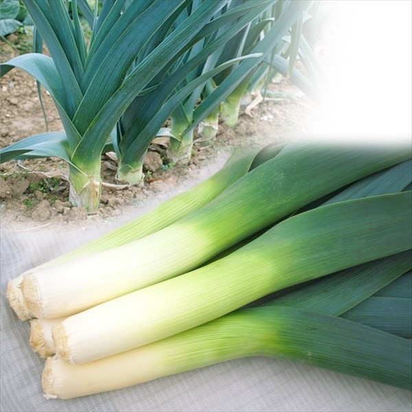 種 野菜たね ネギ リーキ F1ガウディ 1袋(50粒)