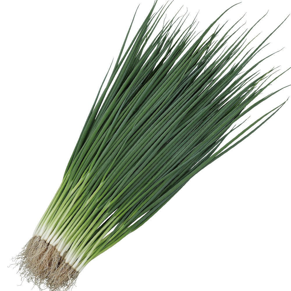 種 野菜たね ネギ F1菊千代 1袋(8ml)