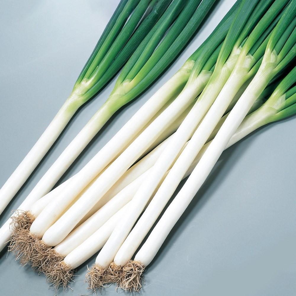 種 野菜たね ネギ F1おてがる一本葱 夏扇4号 1袋(2ml)