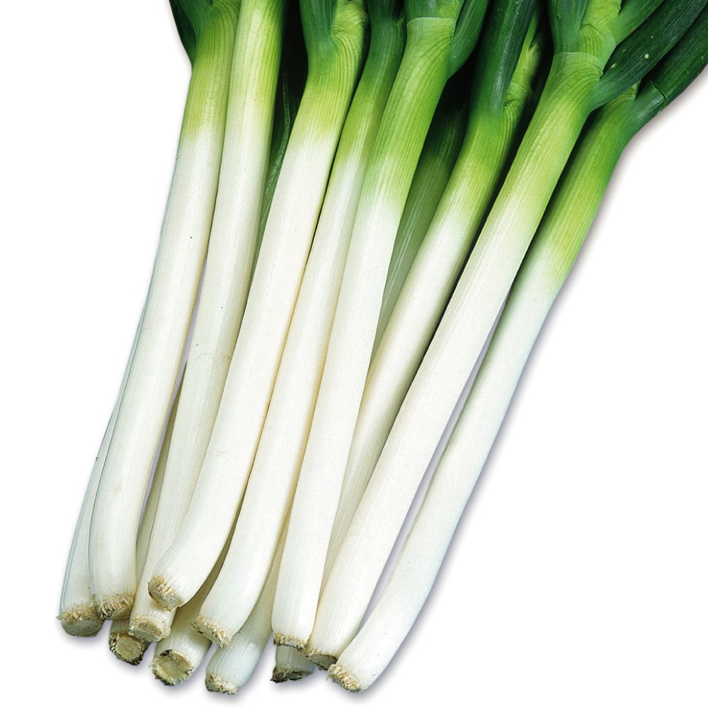 種 野菜たね ネギ F1うまみ冬どり一本葱 1袋(5ml)