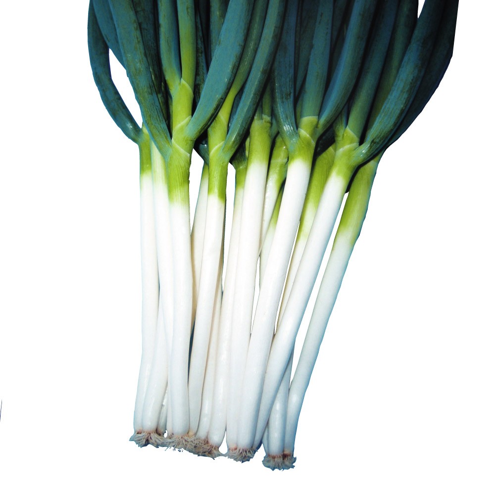 種 野菜たね ネギ 晩抽多収ねぎ 1袋(4ml)