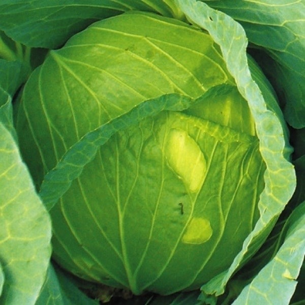 種 野菜たね キャベツ F1サトウくん 1袋(コート種子40粒)
