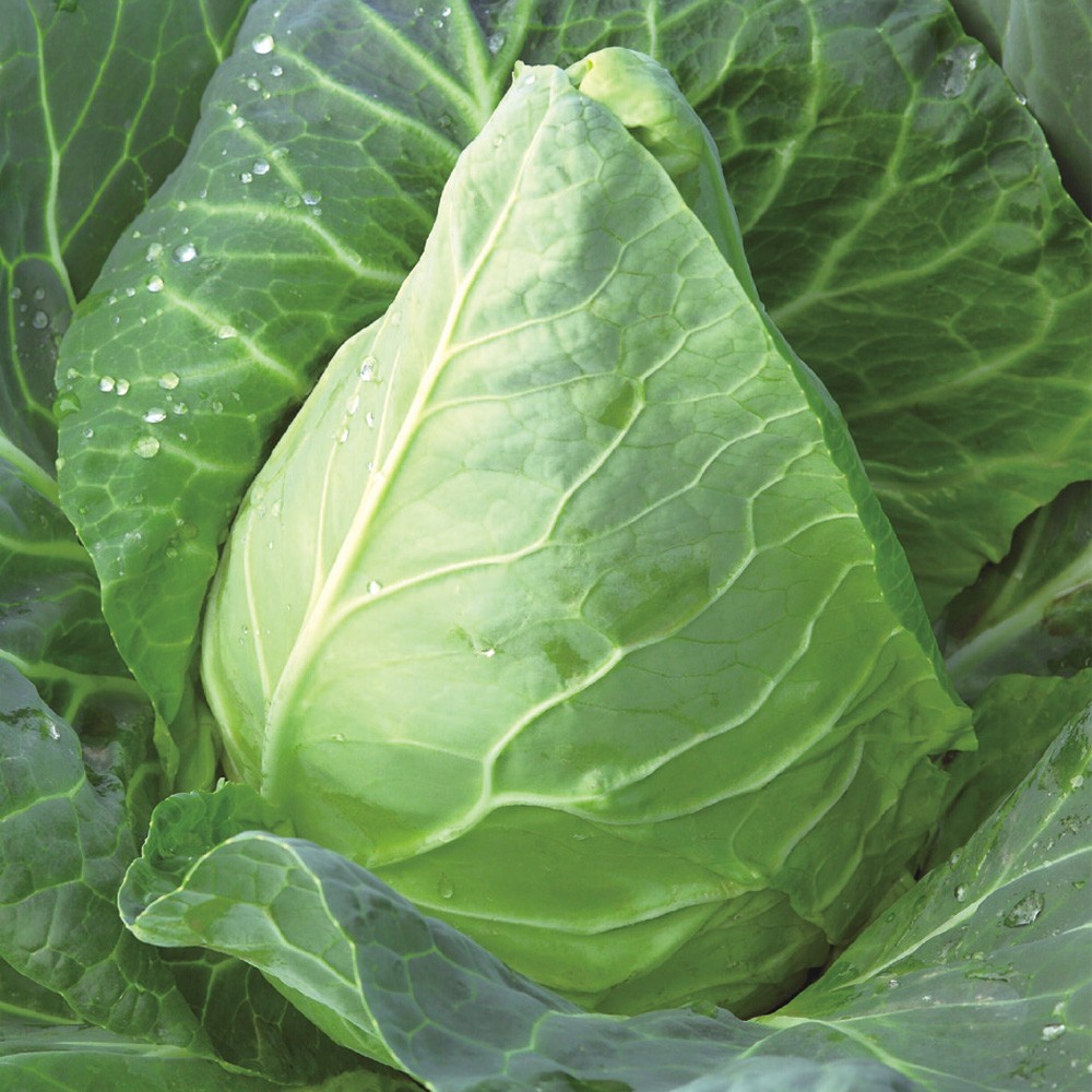 種 野菜たね キャベツ F1ソンスマ 1袋(80粒)