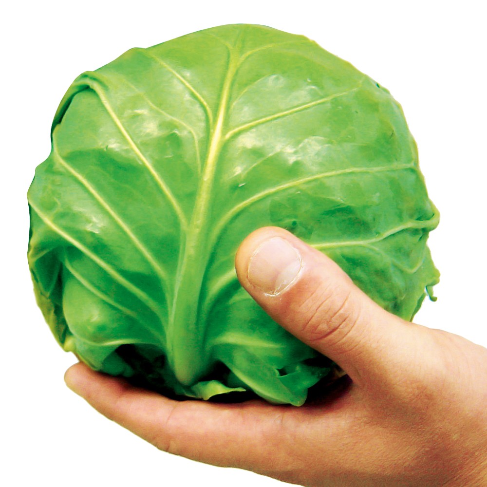 種 野菜たね キャベツ F1よかまる 1袋(4ml)