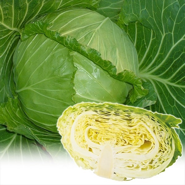 種 野菜たね キャベツ F1極早生強健甘藍 1袋(2ml)