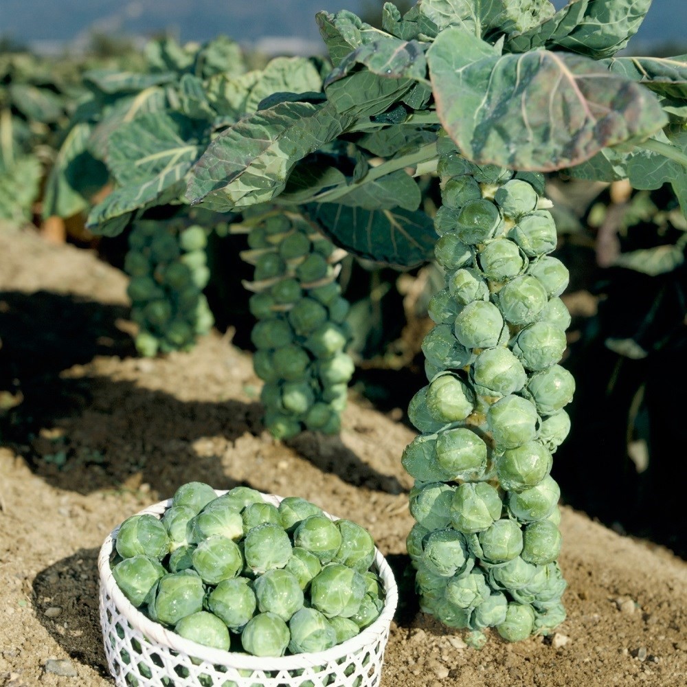 種 野菜たね キャベツ F1早生子持 1袋(0.5ml)