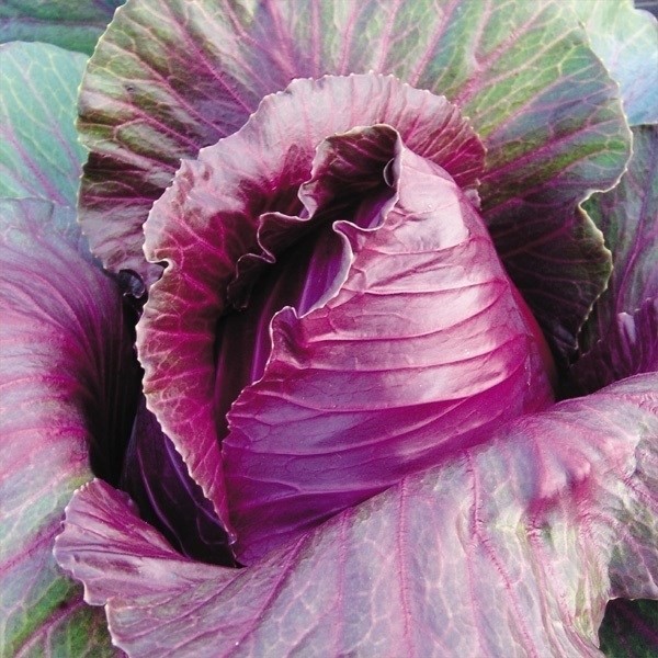 種 野菜たね キャベツ F1やわらかレッド 1袋(2ml)