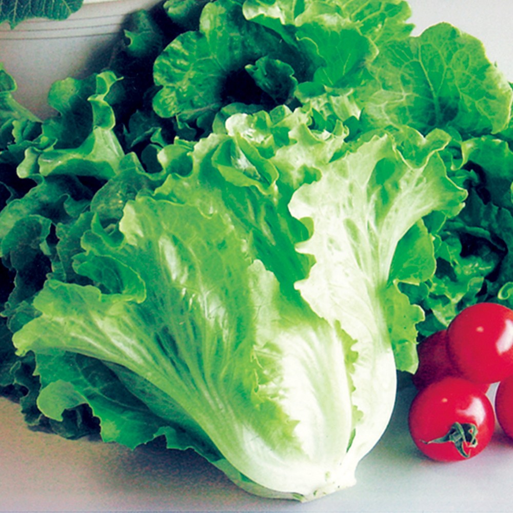 種 野菜たね レタス サラダレタス 1袋(5ml)