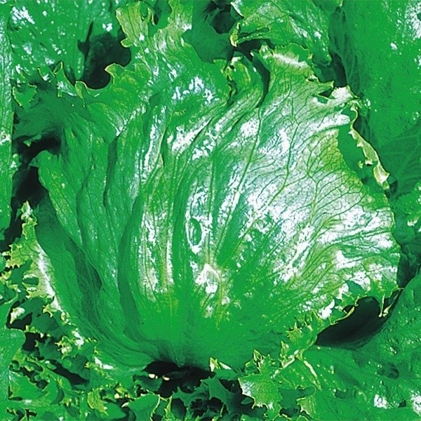 種 野菜たね レタス パリジャン 1袋(5ml)