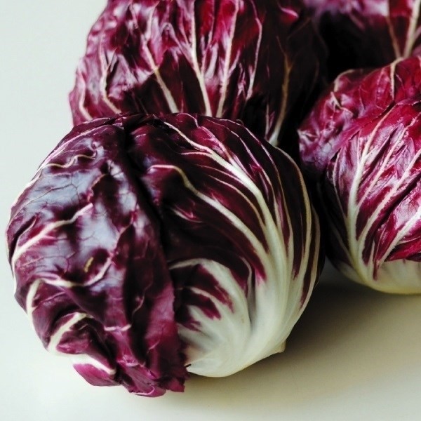 種 野菜たね ラディッキオ トレビーナ 1袋(コート種子30粒)