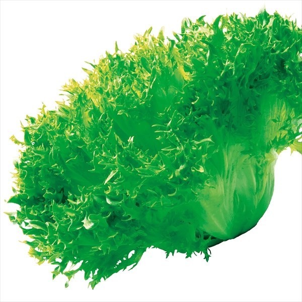 種 野菜たね レタス ヴェルデフリル 1袋(コート種子80粒)