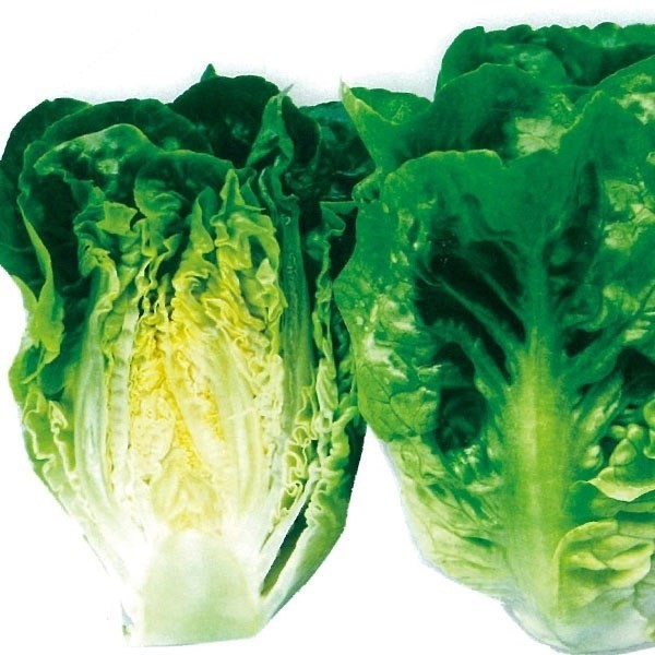 種 野菜たね レタス ミニサラダ 1袋(3ml)