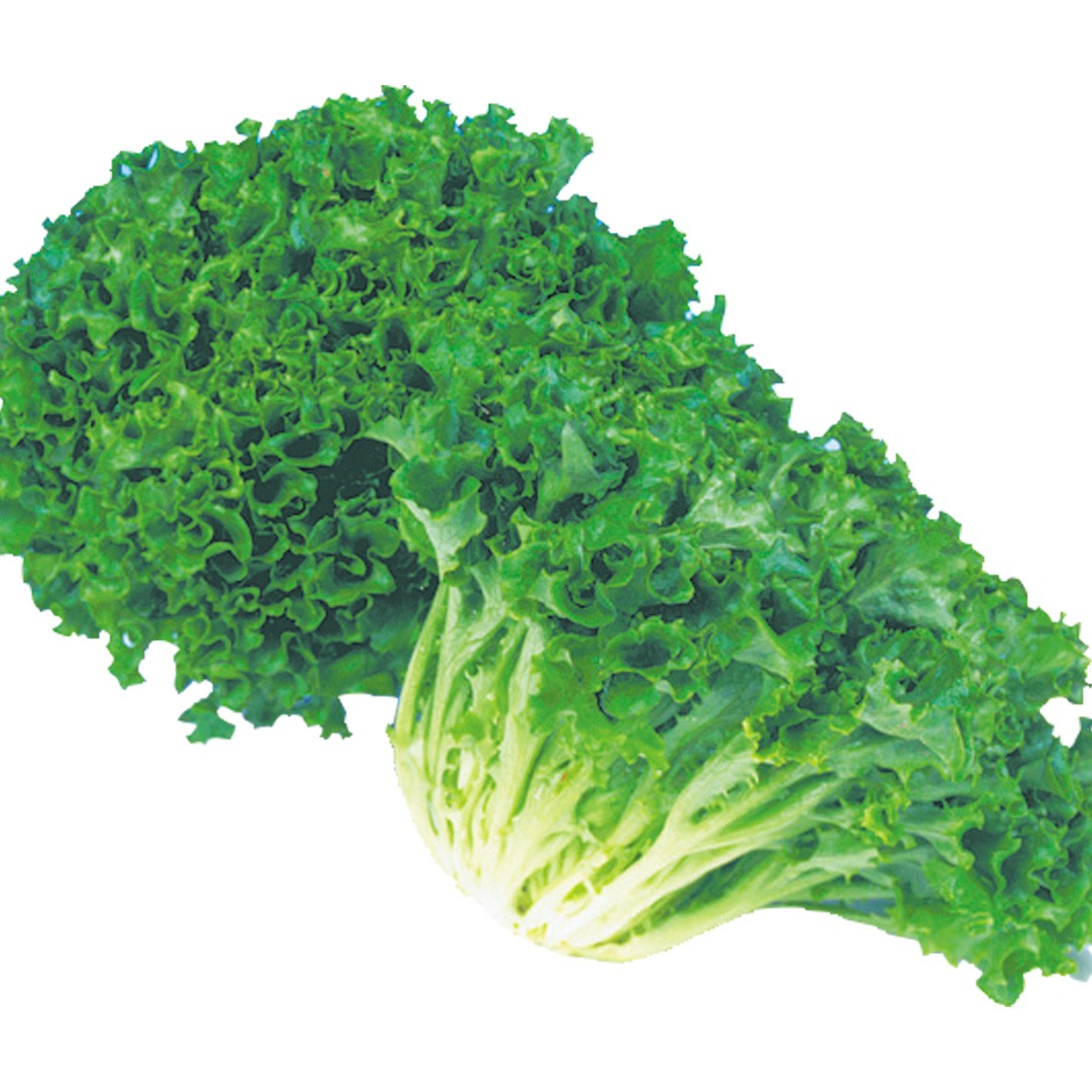 種 野菜たね レタス リブレタス 1袋(3ml)