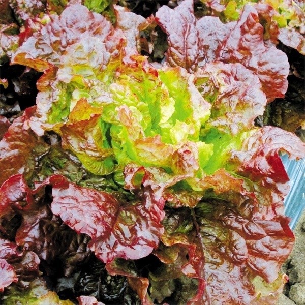 種 野菜たね レタス レッドハンティング 1袋(5ml)