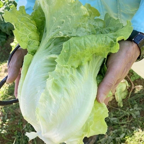 種 野菜たね レタス ラクレタス 1袋(1.5ml)