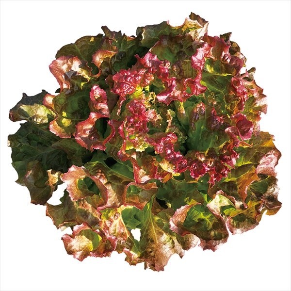 種 野菜たね レタス ラクレタスレッド 1袋(1.5ml)