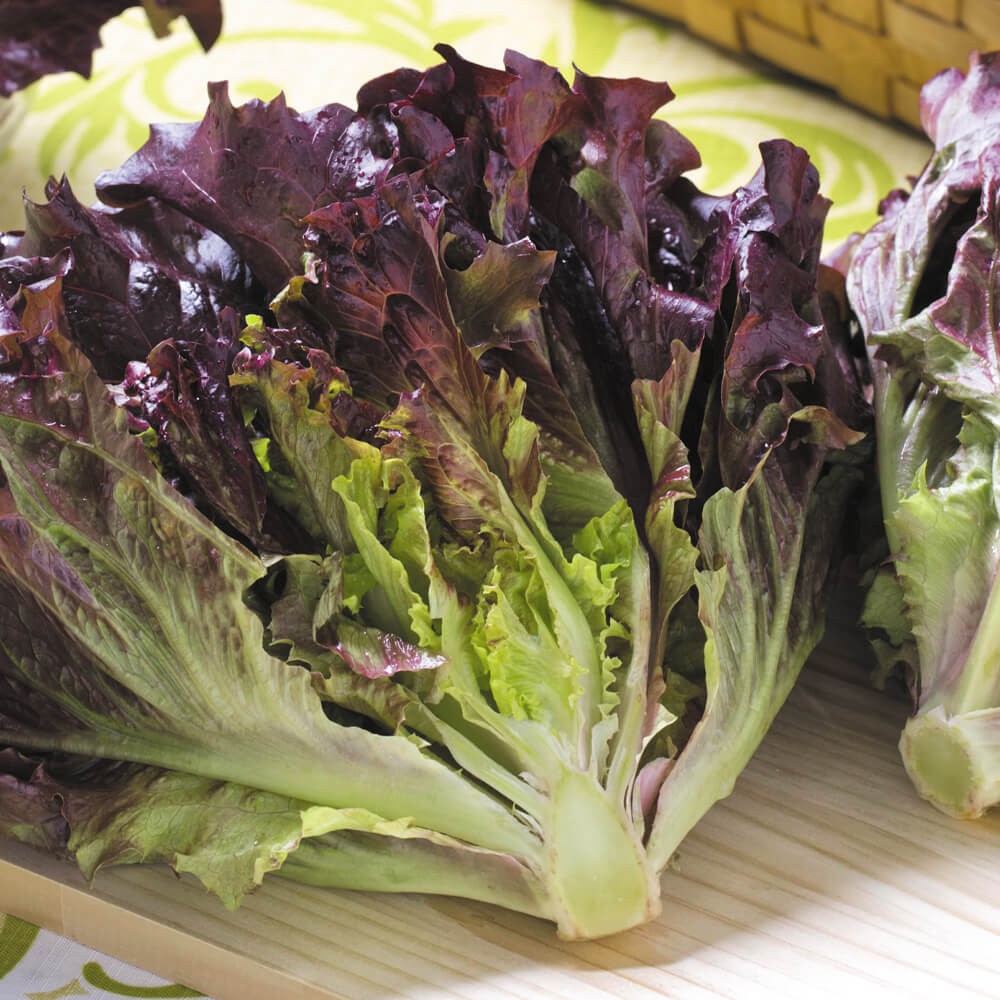 種 野菜たね レタス リーフレタス ワインドレスPVP（R） 1袋) 1袋(ペレット100粒)